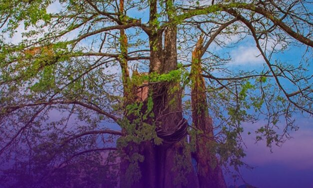 Freetown’s Fallen Legacy