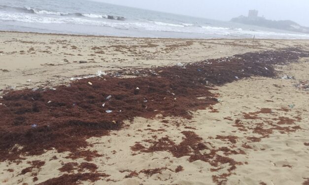 Seaweeds Threaten Tourism and Local Livelihoods