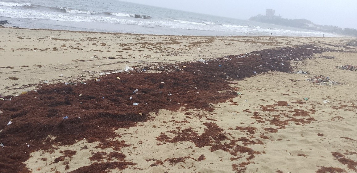 Seaweeds Threaten Tourism and Local Livelihoods