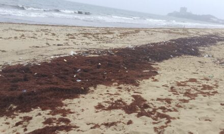 Seaweeds Threaten Tourism and Local Livelihoods