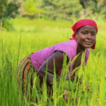 WFP Injects $840,000 into Sierra Leone’s Rural Economy Through Local Food Procurement