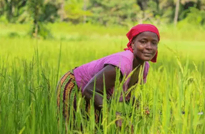 WFP Injects $840,000 into Sierra Leone’s Rural Economy Through Local Food Procurement