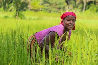 WFP Injects $840,000 into Sierra Leone’s Rural Economy Through Local Food Procurement