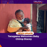 Tacugama Welcomes Baby Chimp Stacey
