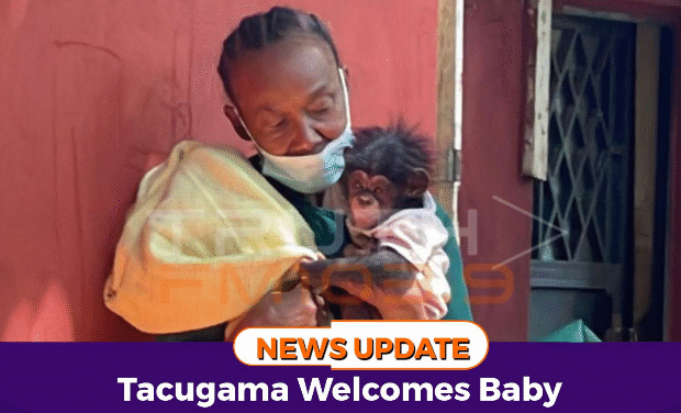 Tacugama Welcomes Baby Chimp Stacey