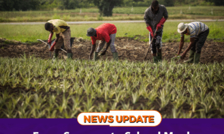 From Swamps to School Meals: How Climate-Smart Farming is Feeding Sierra Leone