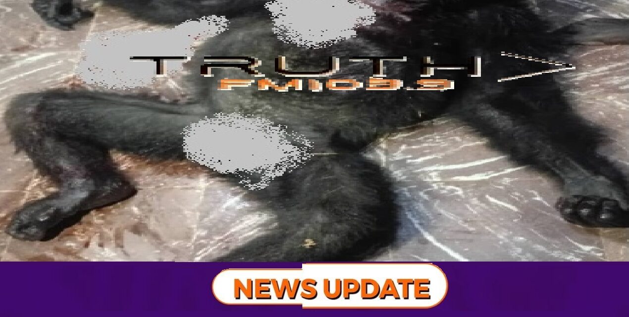 Suspected Fatal Baboon Attack Reported in Mile 91