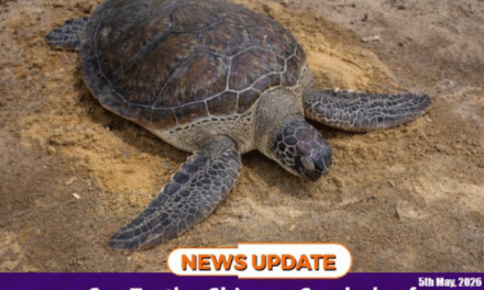 Sea Turtles Shine as Symbols of Hope in Deima Chiefdom