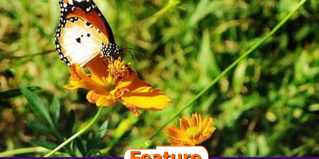 When Did You Last See Butterflies?