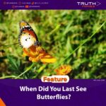 When Did You Last See Butterflies?