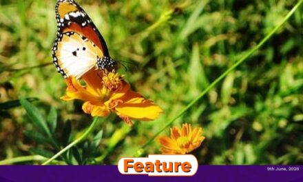 When Did You Last See Butterflies?