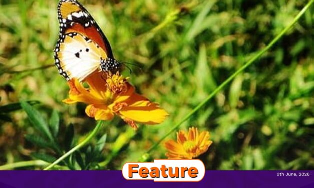 When Did You Last See Butterflies?