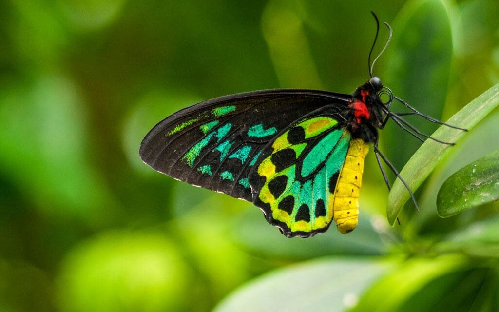 “When Las you see butterfly,” How Burnt Wood and Drained Wetlands Are Erasing Sierra Leone’s Butterflies