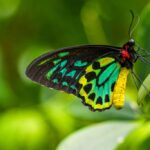 “When Las you see butterfly,” How Burnt Wood and Drained Wetlands Are Erasing Sierra Leone’s Butterflies