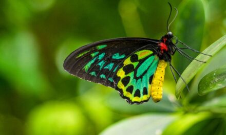 “When Las you see butterfly,” How Burnt Wood and Drained Wetlands Are Erasing Sierra Leone’s Butterflies