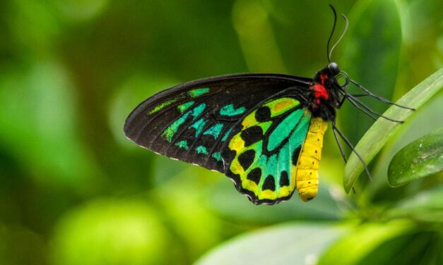“When Las you see butterfly,” How Burnt Wood and Drained Wetlands Are Erasing Sierra Leone’s Butterflies