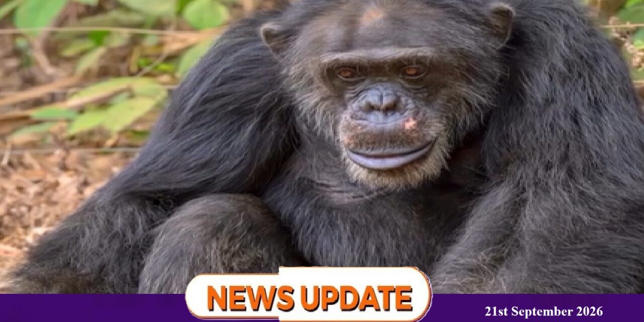 Tacugama Mourns Beloved Chimpanzee Tom