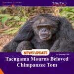 Tacugama Mourns Beloved Chimpanzee Tom