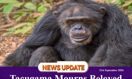 Tacugama Mourns Beloved Chimpanzee Tom